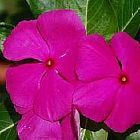 Vinca rosea hierba doncella de Madagascar semillas