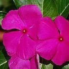 Vinca rosea ﻿Барвинок розовый
Катарантус розовый  cемян