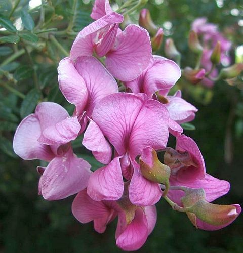 Virgilia divaricata blossom tree seeds