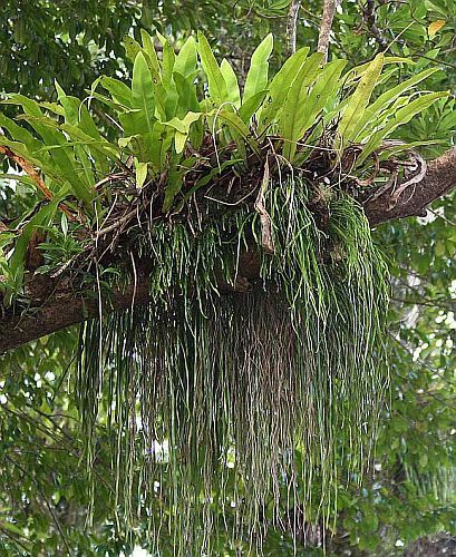 Vittaria elongata stiff shoestring fern seeds