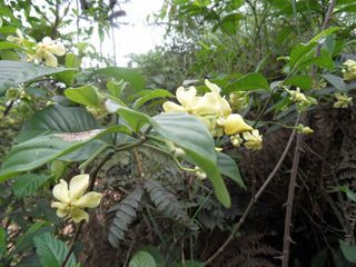 Voacanga africana Voacanga seeds