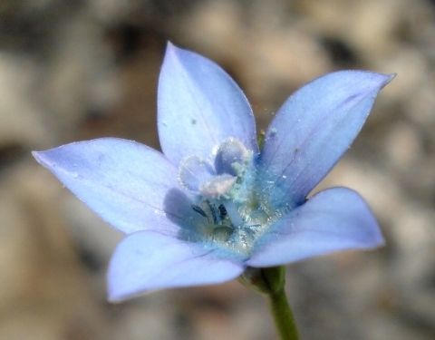 Wahlenbergia cernua Scalloped Capebell seeds