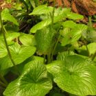 Wasabi seeds