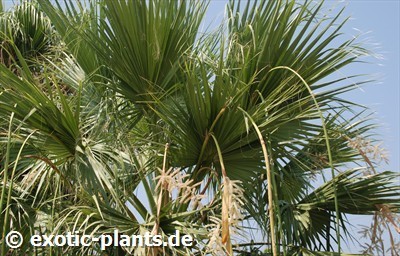 Washingtonia filifera desert fan palm - California fan palm seeds
