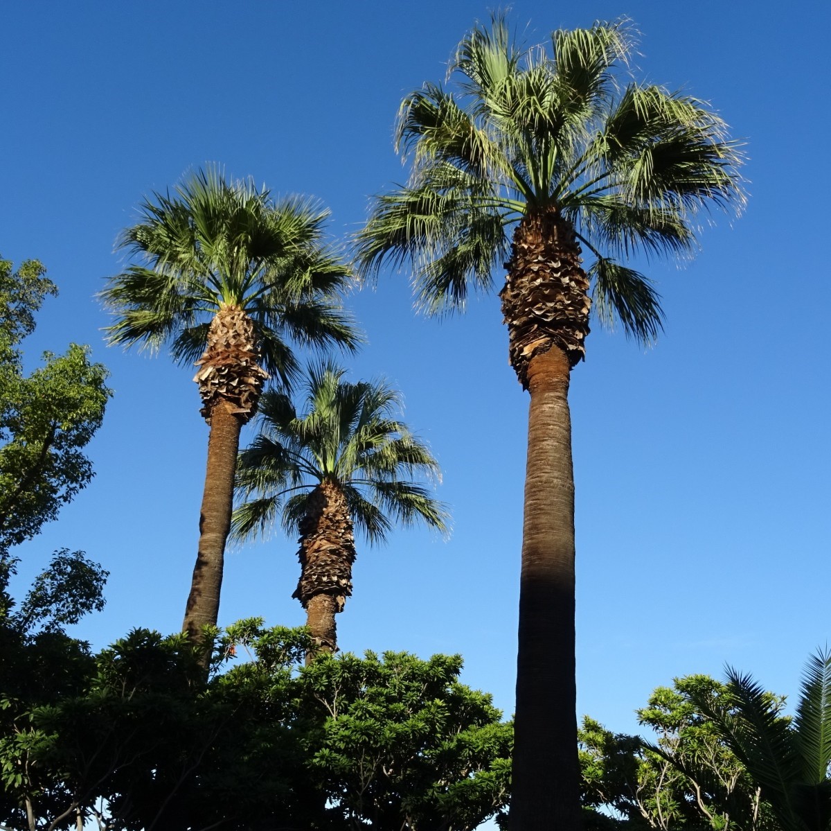 Washingtonia filifera palmier jupon de Californie - palmier de Californie - California fan palm graines