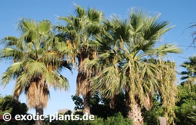 Washingtonia robusta Mexican Fan Palm seeds