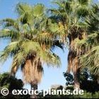 Washingtonia robusta (palmera de abanico mexicana semillas