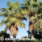 Washingtonia robusta