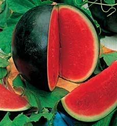 Water Melon Sugar Babe Super sweet water melon seeds