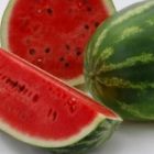 Watermelon Crimson Sweet Melon d eau Crimson Sweet graines