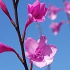 Watsonia borbonica ﻿Ватсония бурбонская cемян