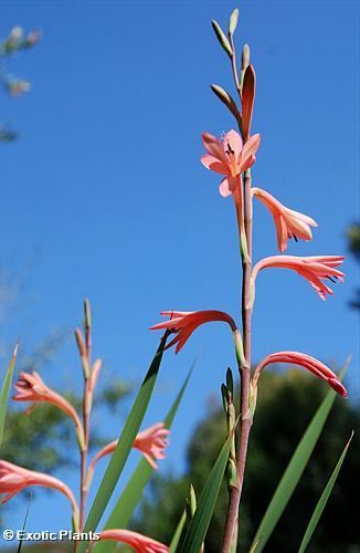 Watsonia coccinea Watsonia seeds