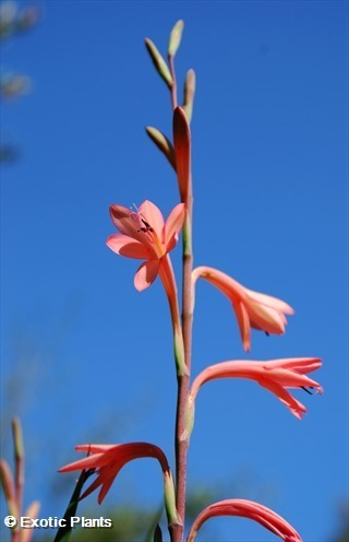 Watsonia coccinea Watsonia seeds