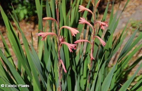 Watsonia coccinea Watsonia seeds