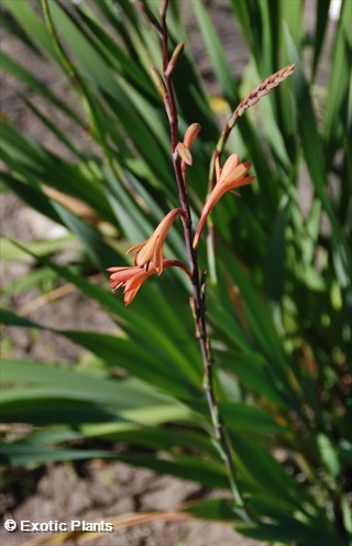 Watsonia coccinea Watsonia seeds