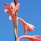 Watsonia coccinea watsonia semillas