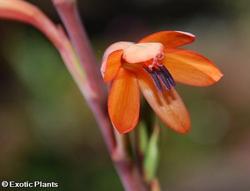 Watsonia tabularis table mountain watsonia seeds