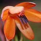 Watsonia tabularis watsonia de la mesa de la monta?a semillas