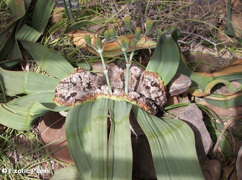 Welwitschia mirabilis tumboa seeds