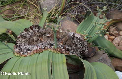 Welwitschia mirabilis tumboa seeds