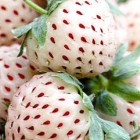 White strawberry Fraises blanches - fraises ananas graines