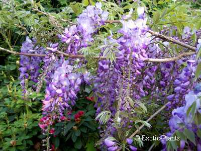 Wisteria sinensis Chinese Wisteria seeds