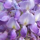 Wisteria sinensis