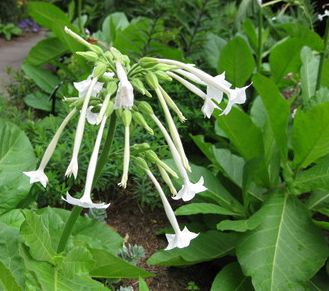 Woodland tobacco Nicotiana sylvestris Woodland Tobacco seeds