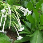 Woodland tobacco Nicotiana sylvestris  semi