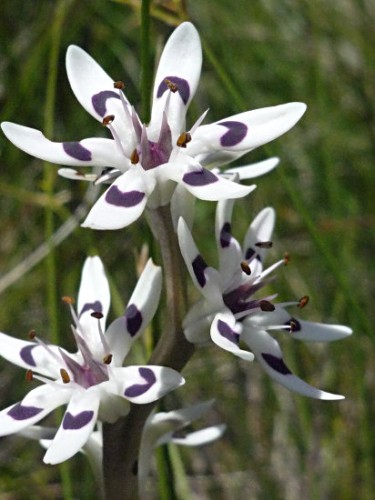 Wurmbea elatior pepper-and-salt flower - Spider Lily seeds