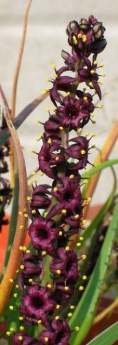 Wurmbea recurva Pepper-and-salt flower - Spider Lily seeds