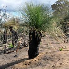 Xanthorrhoea preissii Grass Tree - Balga seeds