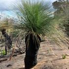 Xanthorrhoea preissii  semi