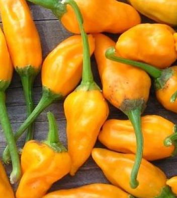 Yellow Rocoto Chili Capsicum pubescens Manzano Yellow Rocoto hot pepper seeds