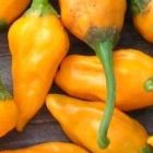 Yellow Rocoto Chili Capsicum pubescens Gelbe Rocoto Chili Samen