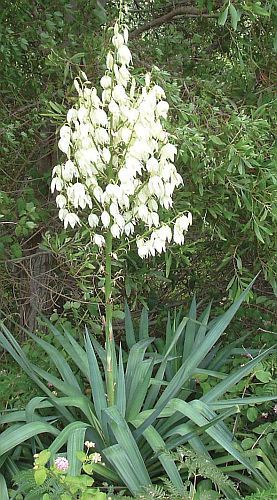 Yucca aloifolia aloe yucca - spanish dagger seeds