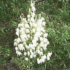 Yucca aloifolia Palmlilie Samen