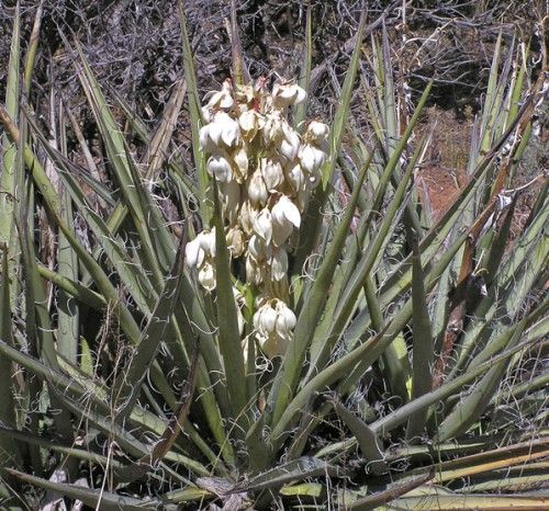 Yucca baccata var. baccata Banana Yucca - Blue Yucca seeds