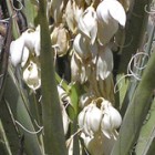 Yucca baccata var. baccata Bananen Yucca - blaue Yucca Samen