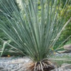 Yucca elata Soaptree - glauque - Palmella graines