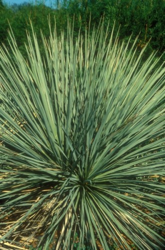 Yucca glauca soapweed yucca - Great Plains yucca – small soapweed seeds