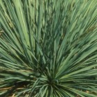 Yucca glauca  semillas