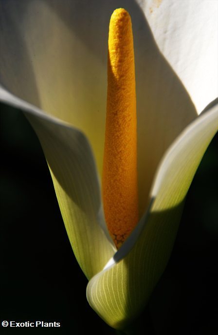 Zantedeschia aethiopica - alcatraz, cala, cala de Etiopía, aro de Etiopía,  lirio de agua, cartucho, flor de pato o flor del ja semillas