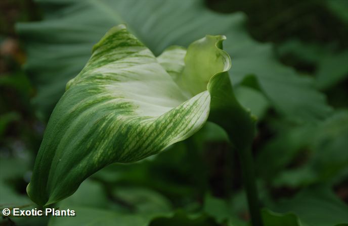 Zantedeschia aethiopica Green Goddess - alcatraz, cala, cala de Etiopía,  aro de Etiopía, lirio de agua, cartucho, flor de pato o flor del ja semillas