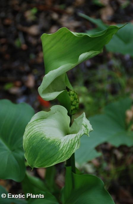 Zantedeschia aethiopica Green Goddess - alcatraz, cala, cala de Etiopía,  aro de Etiopía, lirio de agua, cartucho, flor de pato o flor del ja semillas