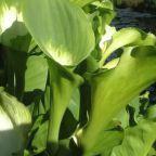 Zantedeschia aethiopica Green Goddess