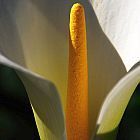 Zantedeschia aethiopica alcatraz,?cala,?cala de Etiop?a,?aro de Etiop?a,?lirio de agua, cartucho,?flor de pato?o?flor del ja semillas