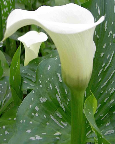 Zantedeschia albomaculata Black Throated Arum Lily seeds