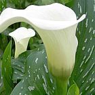 Zantedeschia albomaculata alcatraz,?cala,?cala de Etiop?a,?aro de Etiop?a,?lirio de agua, cartucho,?flor de pato?o?flor del ja semillas