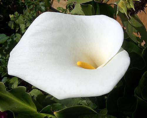 Zantedeschia odorata scented arum seeds